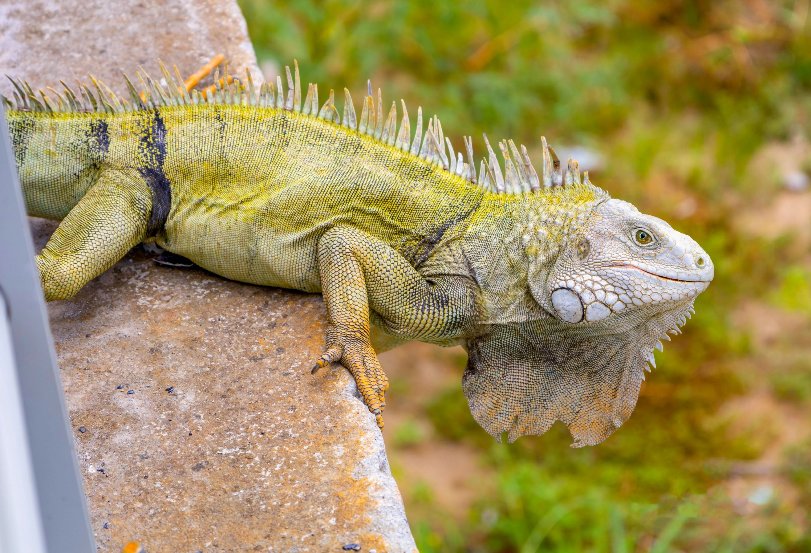 IGUANA EN SU EXPLENDOR